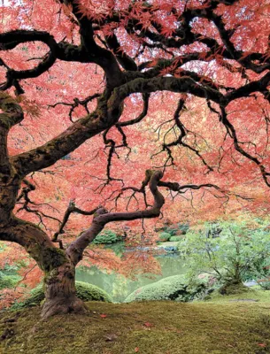 Beautiful tree with red leaves in a scenic garden