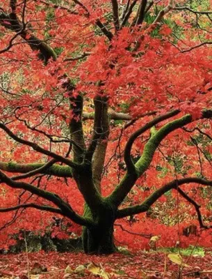 Tree with red foliage surrounded by greenery