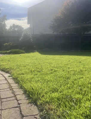 Sunny backyard with green grass and paved walkway