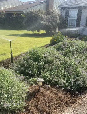 Sprinkler watering bushes and grass in the front yard