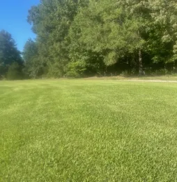 Lush green landscaped field