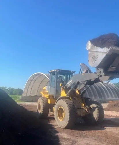 Japanese maple trees at nursery
