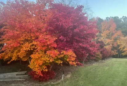Japanese maple trees with fall foliage