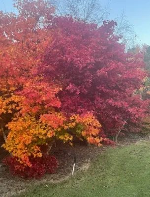 Beautiful fall landscape with vibrant red and orange maple trees