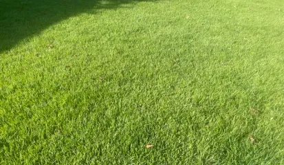 Pristine, freshly cut green lawn showing professional sod installation