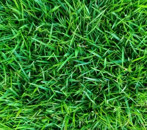 Zoysia grass close-up
